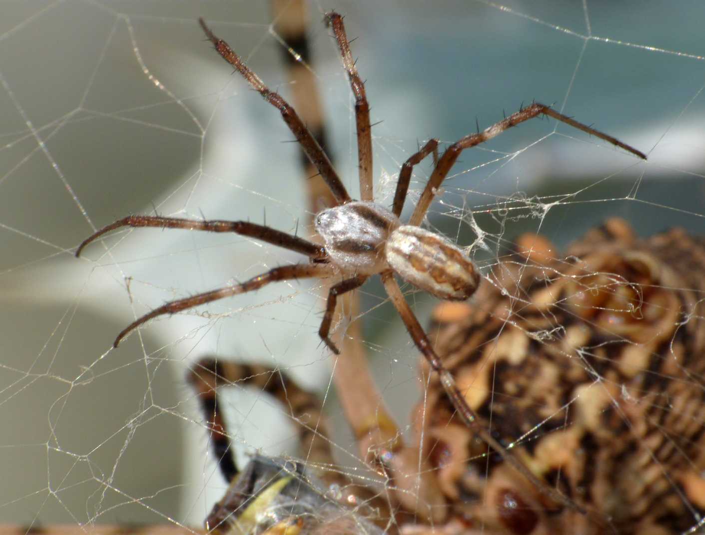 Maschio di Argiope lobata